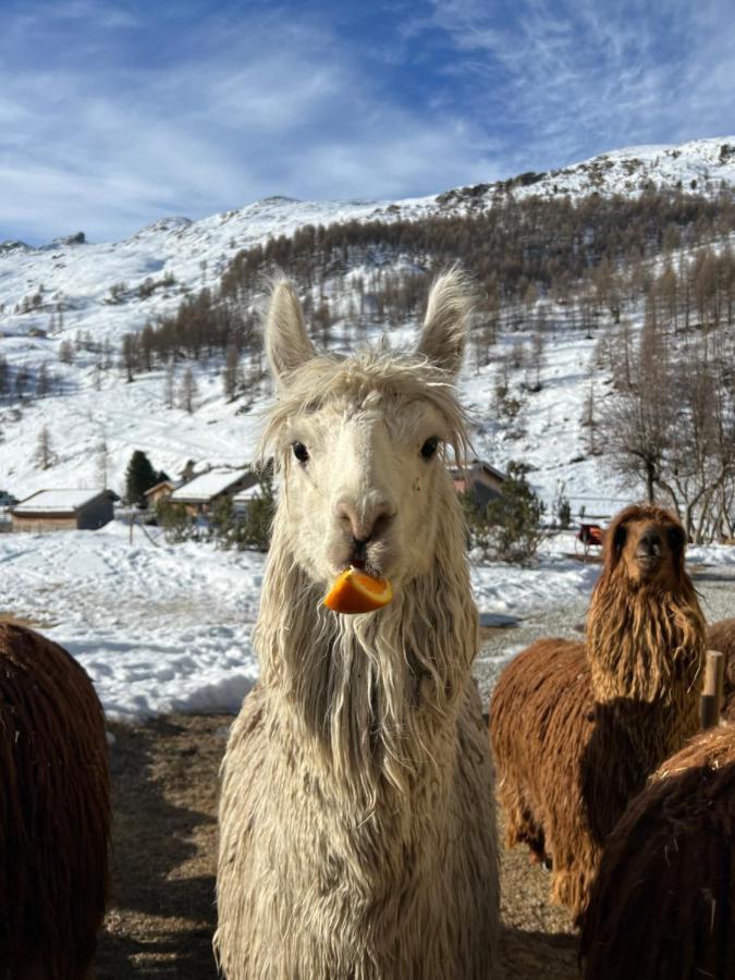 Hotel Fex Sils Maria Dış mekan fotoğraf